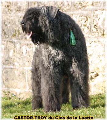 bouvier des flandres du clos de la luette - copyright déposé